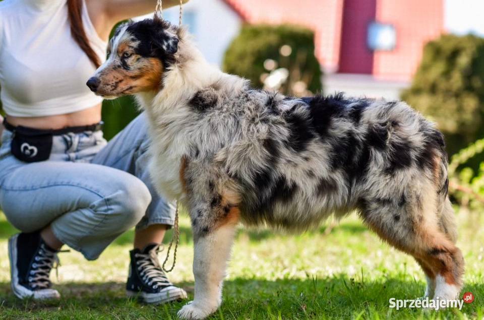 Owczarki australijskie FCI kilka szczeniąt z