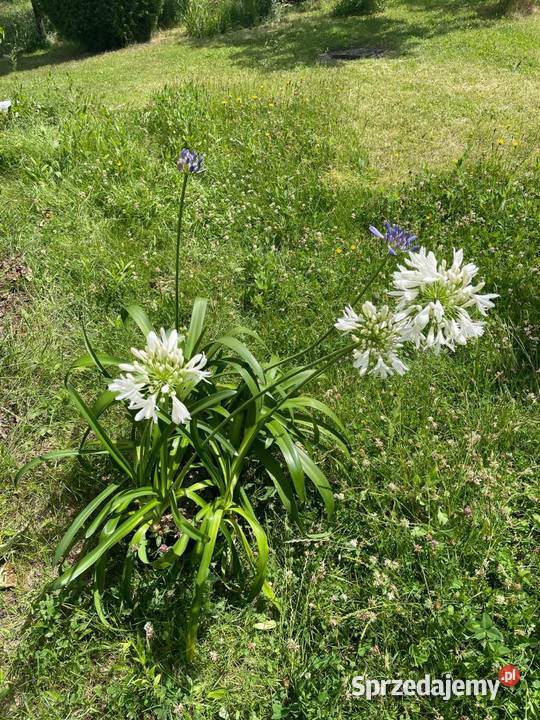 Agawa roślina ozdobna do ogrodu mazowieckie