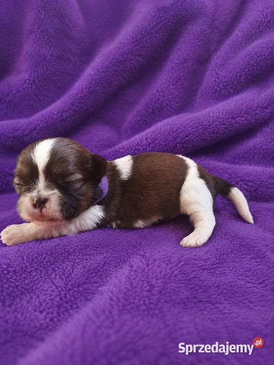 szczeniaki shih tzu Ciechocin sprzedam