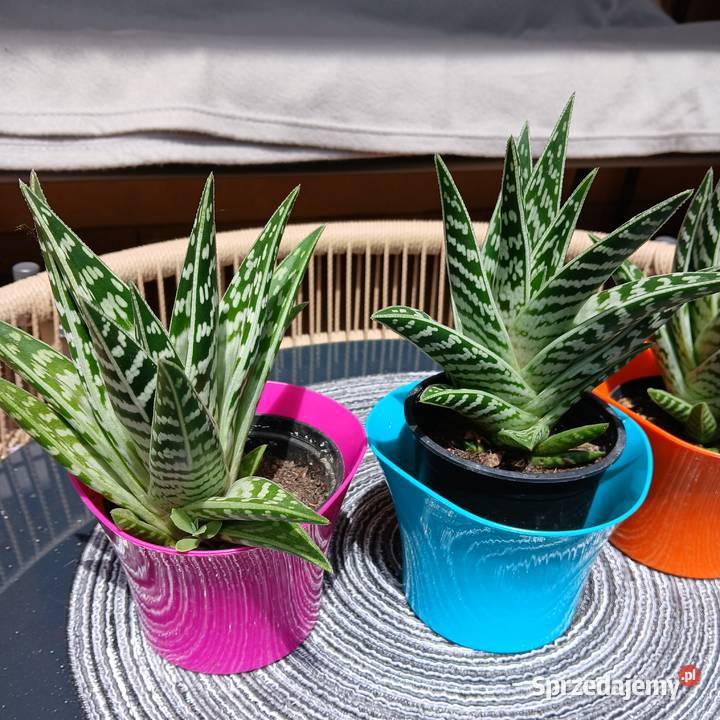 Kaktus aloes Tygrysi Pstry kaktusy zielony
