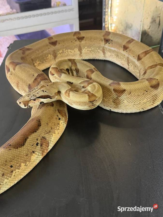 Boa cesarskiBoa imperator Nie Boa dusiciel Sosnowiec sprzedam