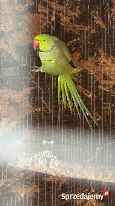 Samiec aleksandretty Szubin