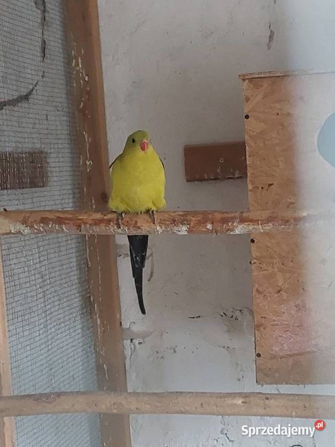 Konury słoneczne rozelle szeki