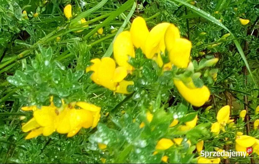 Pęk 30 gałązek żarnowca idealne do stroików pomorskie Gdynia