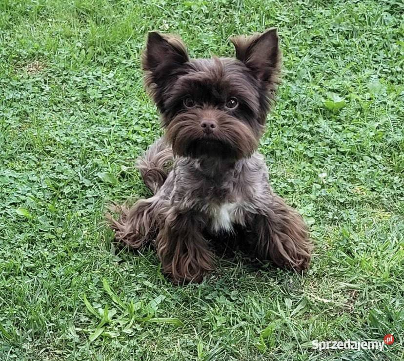 York Chocolate chłopiec Dobczyce