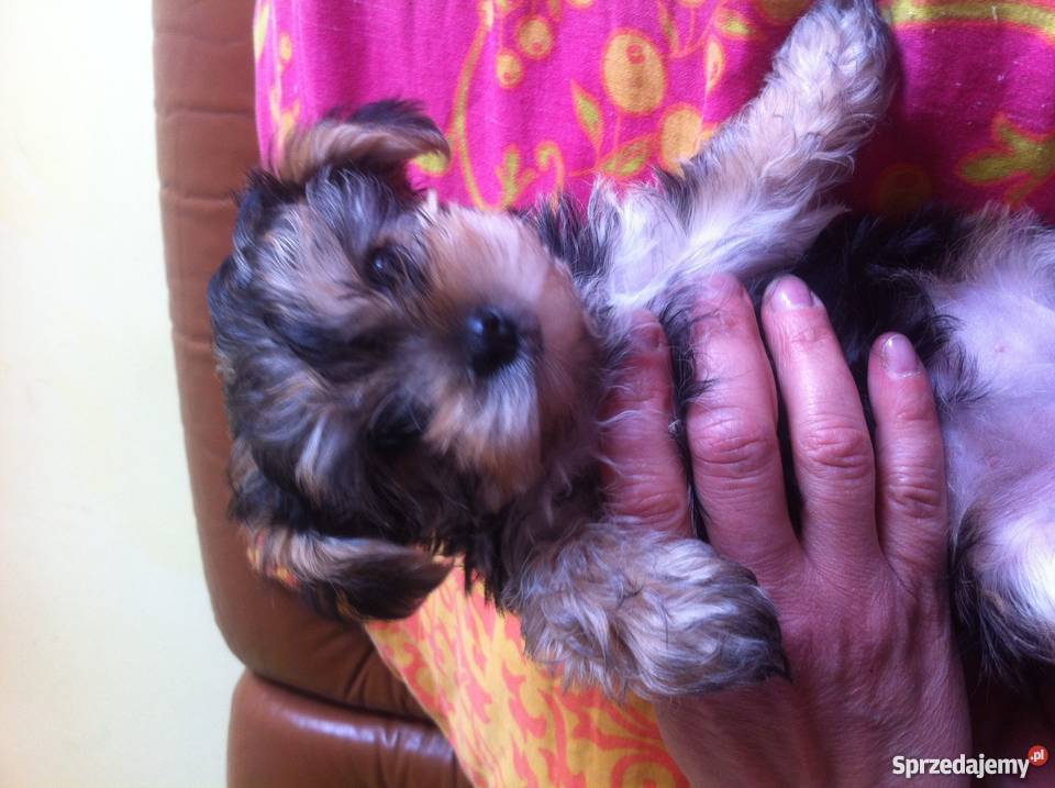 Śliczne i wyjątkowe białe Yorki Psy Brzeg