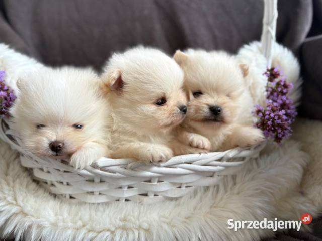 SZPIC MINIATUROWY POMERANIAN PIĘKNE PUCHATE