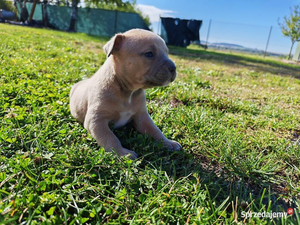 Szczeniak Amstaff Chełm