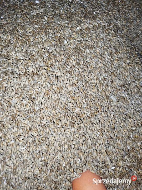 Pszenżyto Zboża Płock