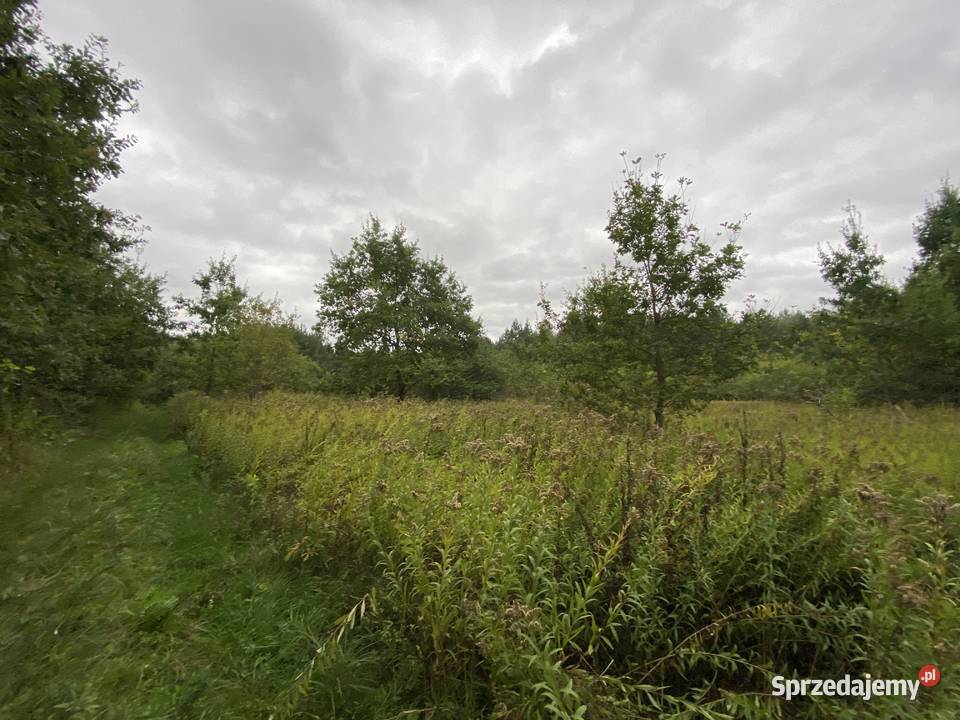 Wydzierżawię działkę rolną 37ha 37000m2 świętokrzyskie Krzczonów
