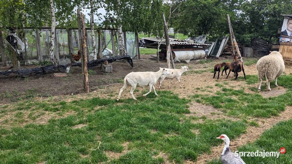 Sprzedam 2 owce młoda owca i młody baranek Pińczów