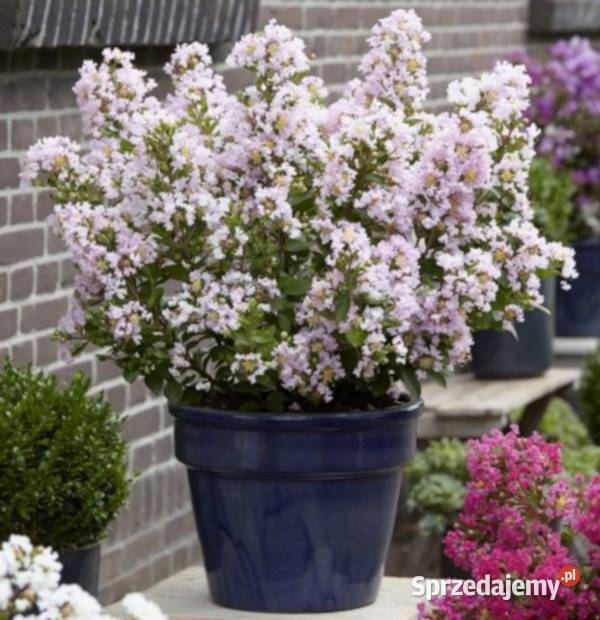 LAGERSTROEMIA WITH LOVE BABE sadzonki w Ustronie