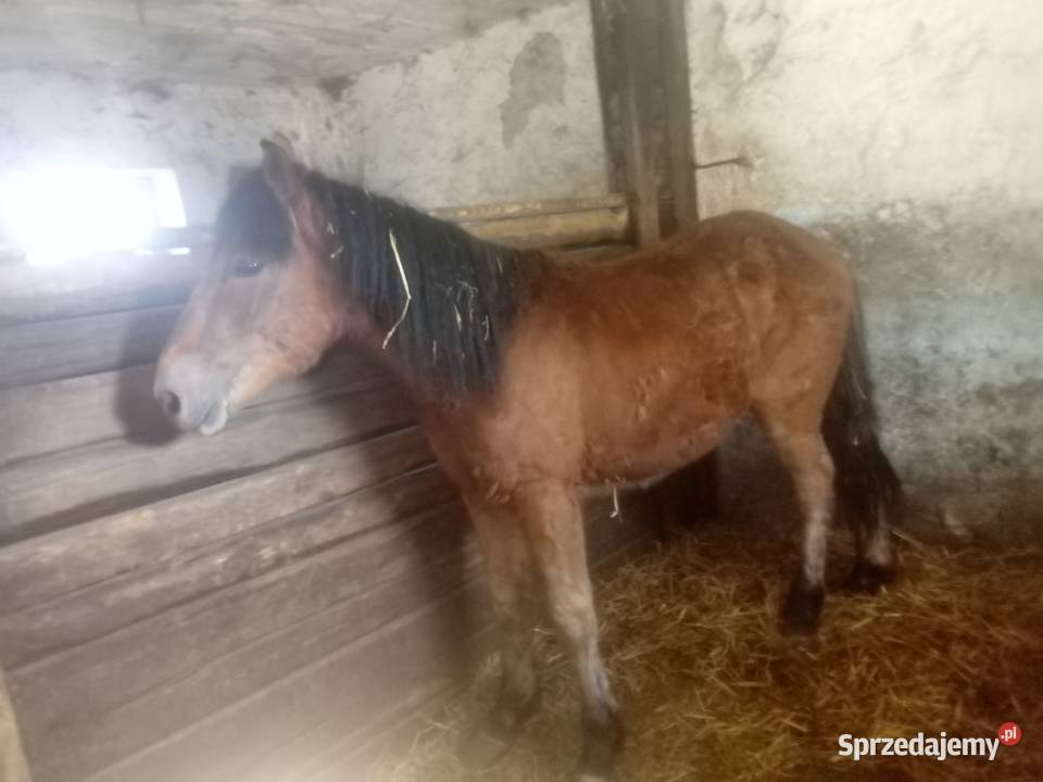 Ogier zimnokrwisty 2letni Piórków