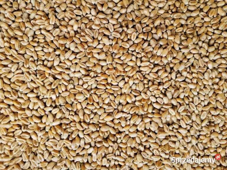 Pszenica zbiór 2023 Polska Gorlice sprzedam
