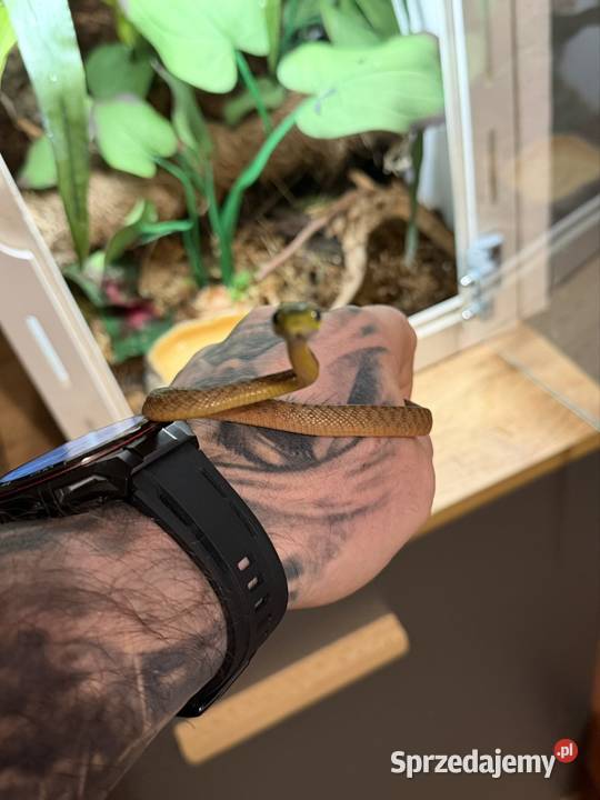 boiga cyanea płeć nieznana sprzedam