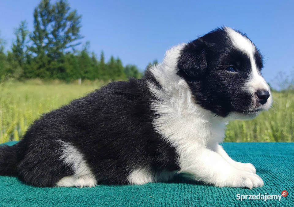 Border Collie przebadani sprawdzeni rodzice podkarpackie Iwonicz