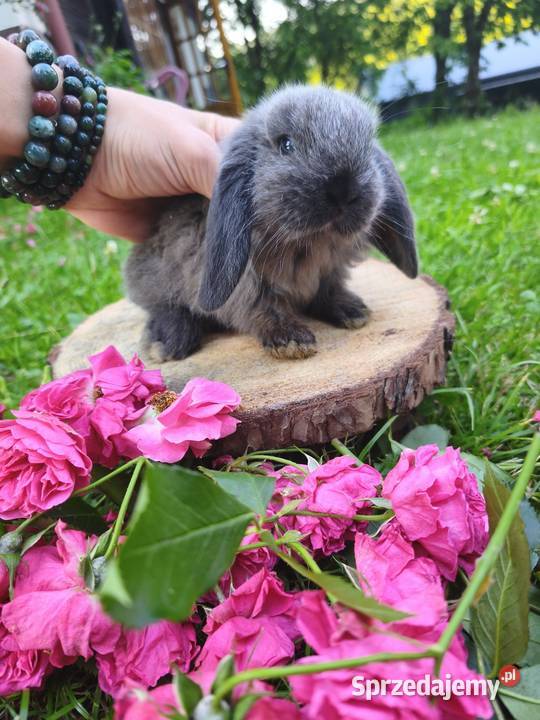 Królik miniaturka mini lop karzełek Gryzonie Kraków
