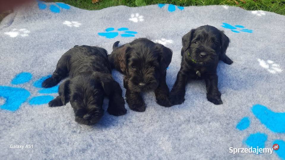 Sznaucer miniaturowy