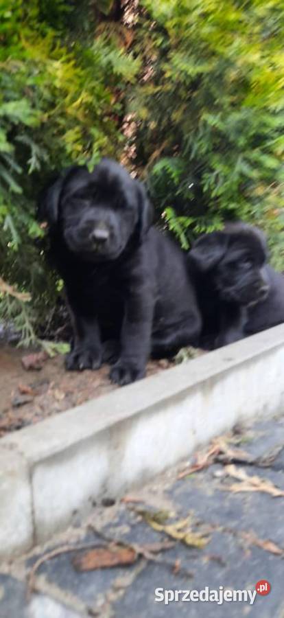 Labrador retriever małopolskie
