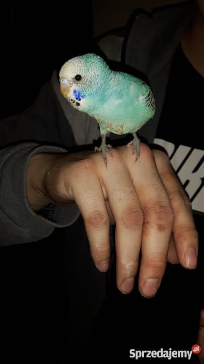 Papugi papużki faliste ręcznie karmione oswojone Łaziska Górne