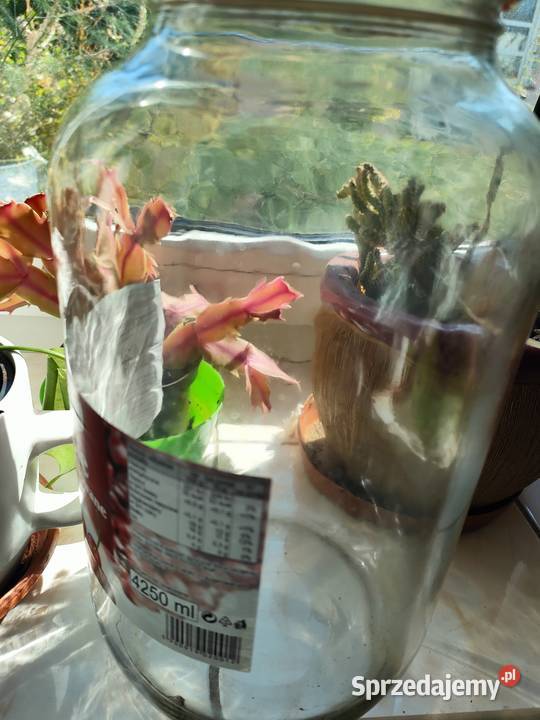 SŁOIK SŁOIKI 425L Pozostałe Bielany Wrocławskie