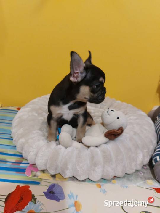 SuczkiPiesek buldog francuski Warszawy mazowieckie Płońsk