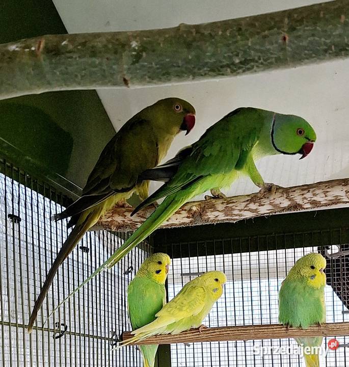 Aleksandretty obrożne para lęgowa Ptaki lubuskie Otyń