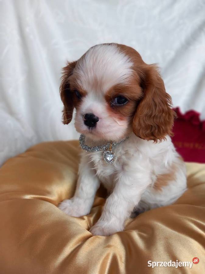 Cavalier King Charles Spaniel Strzelce Opolskie sprzedam