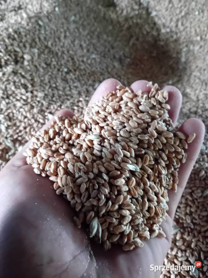 Pszenica ozima Pallas centrali Jadwisin