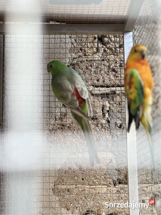 Świergotka opolskie Bierdzany sprzedam