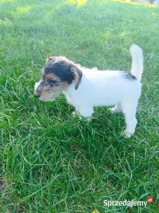 Foksterier szorstkowłosy z rodowodem Nowinka