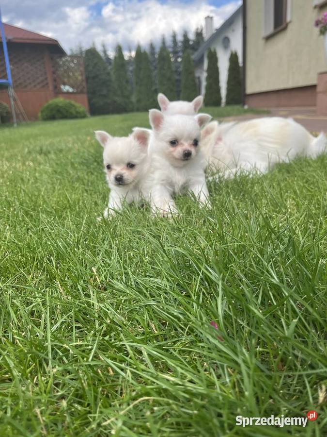 Chihuahua Janowiec Kościelny sprzedam