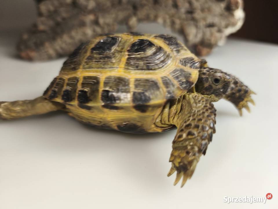 Żółw stepowy Testudo horsfieldii młode gady Wałbrzych
