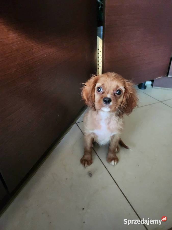 Cavalier king chals spaniel Wolica sprzedam