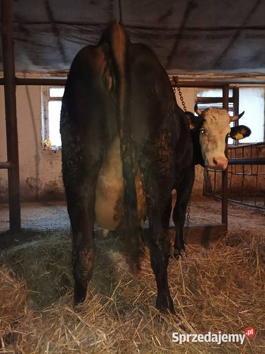 Likwidacja stada krów jałowek Bydło mleczne łódzkie Zduny