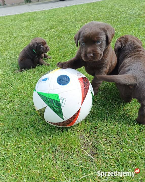 Labrador Retriever szczeniaki czekoladowe sprzedam