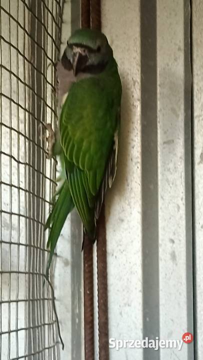 Alekandretty Chińskie Ptaki