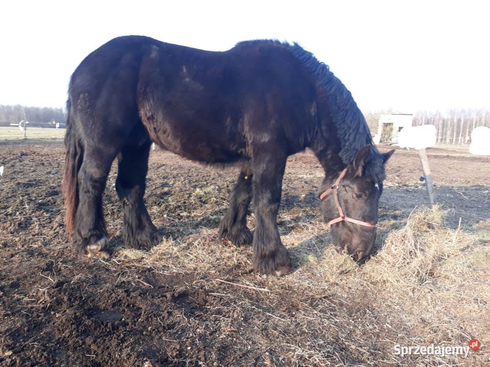 Sprzedam ogiera Zimnokrwistego Olecko