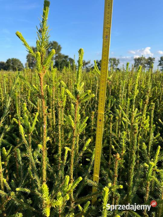 Świerk pospolity 80 110 Szczecinek