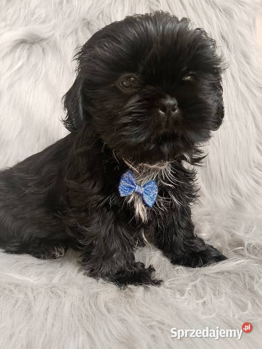 Piesek rasy ShihTzu