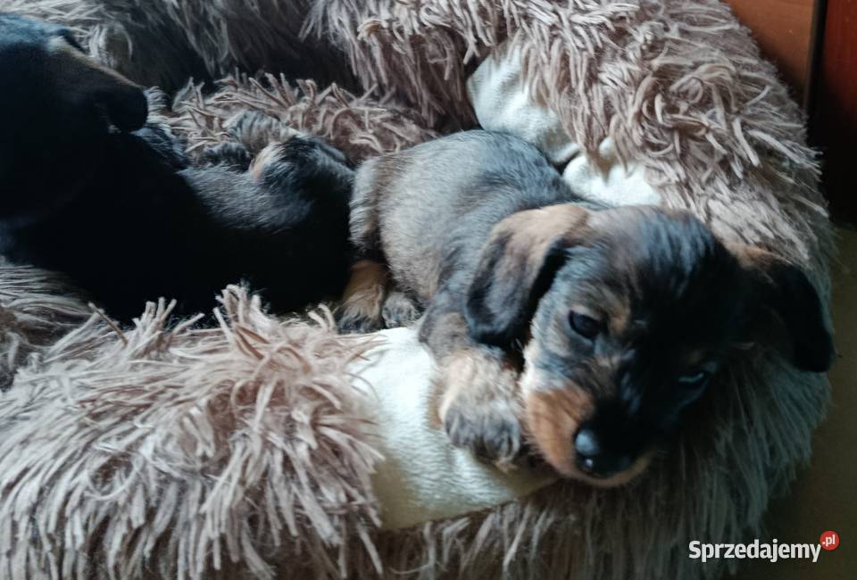 Jamniczki szorstkowłose miniaturowe Warszawa