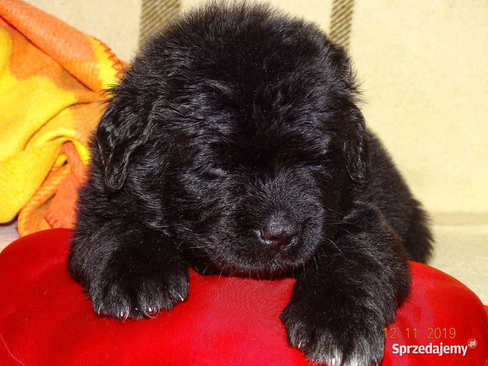 Nowofundland dolnośląskie Góra