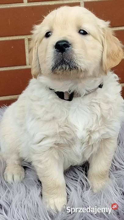 Golden Retriever Ciechowice