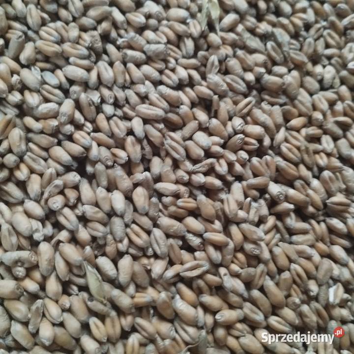 Sprzedam owies jary i pszenicę ozimą podlaskie Turczyn sprzedam