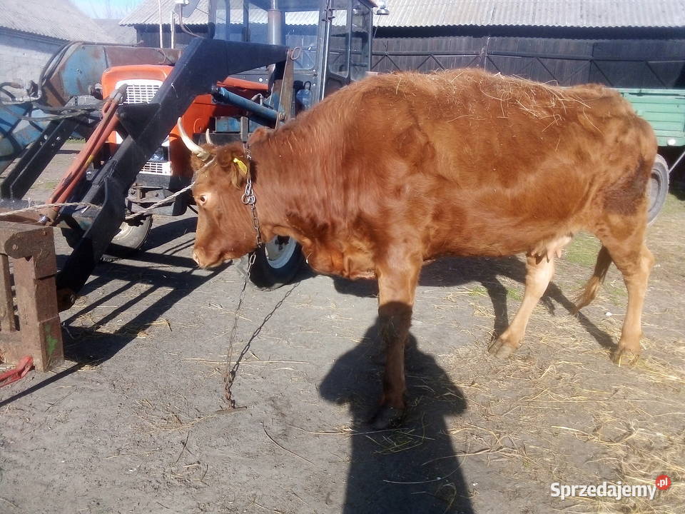 Krowa mięsna lm Sawin