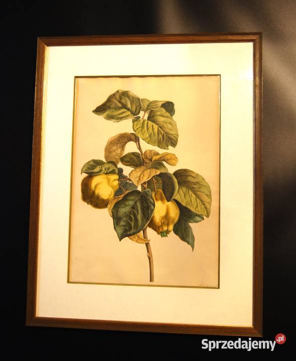 BESSA Pancrace akwatintowa duża rycina z owocami wielkopolskie Poznań