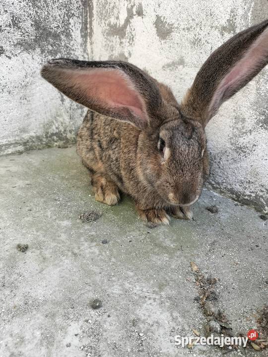 Króliki olbrzymy belgijskie Zwierzęta Wichowo sprzedam