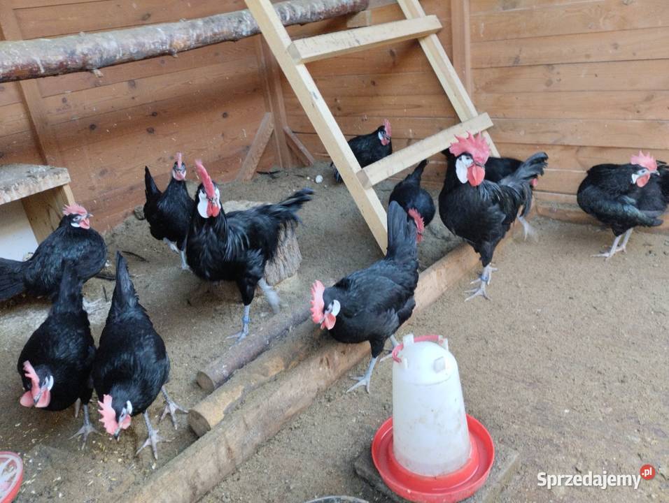 Pisklęta kurczęta ayam cemani vorwerk hamburskie śląskie Opatów
