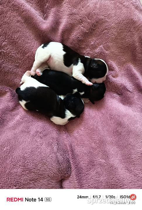 Szczeniaki Shihtzu małopolskie Staszkówka