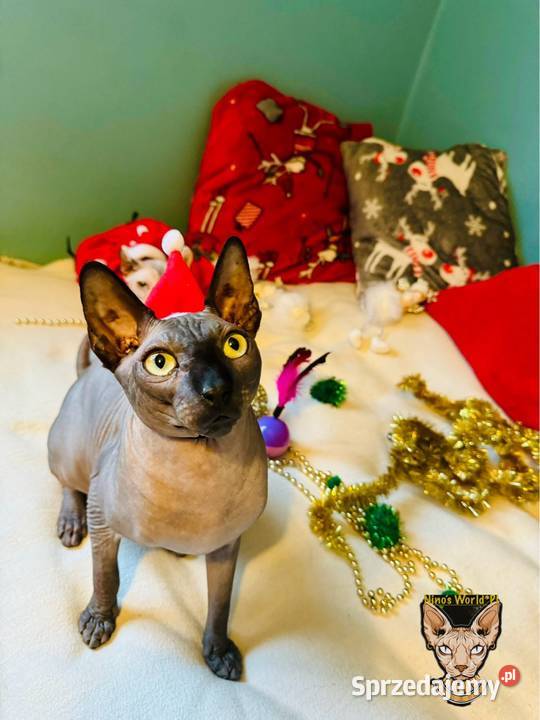 Sfinks kanadyjsky Grodzisk Mazowiecki